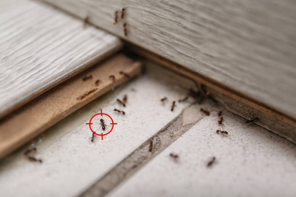 Best Insect Control  in Upton, WY