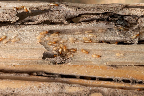 Best Affordable Pest Control Services  in Upton, WY